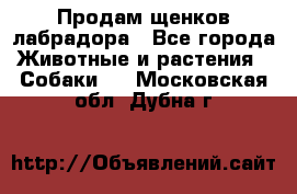 Продам щенков лабрадора - Все города Животные и растения » Собаки   . Московская обл.,Дубна г.